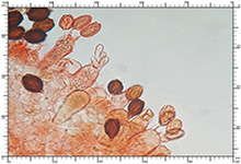 Chamonixia caespitosa